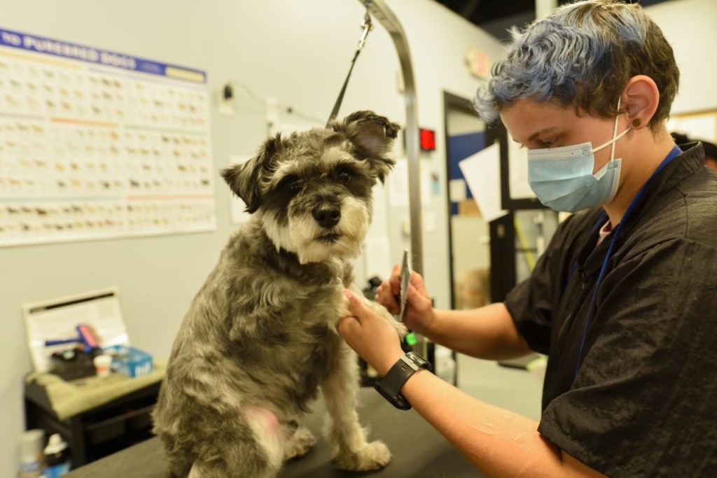 Doggogroomed