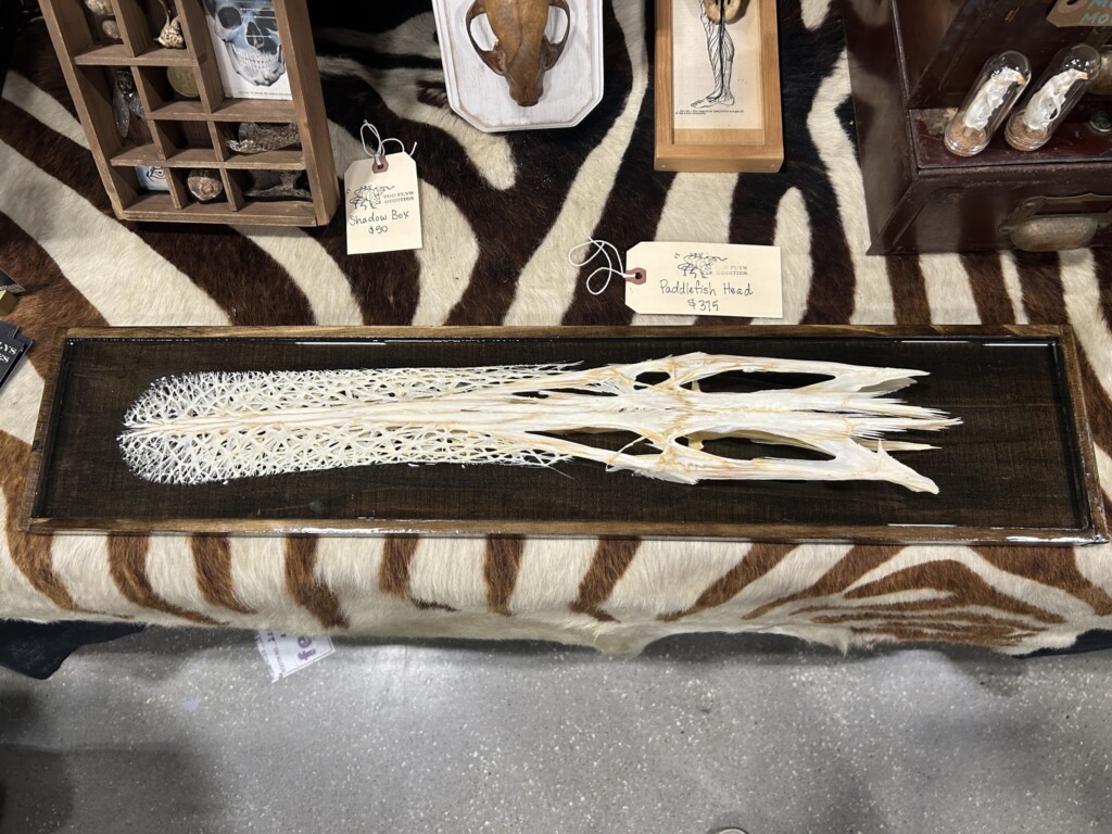 Paddlefish bones by Too Flys Oddities