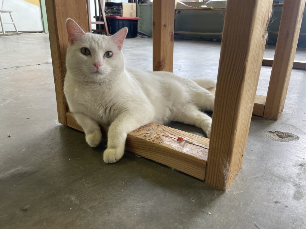 Anna of Turnsol Books // photo by Cory Swieczkowski