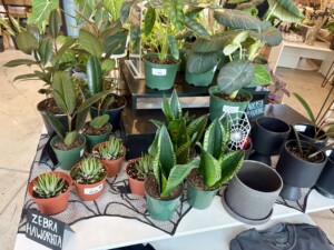 The indoor goth garden collection table at the 17th St location